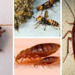 Ultimate Pest Control