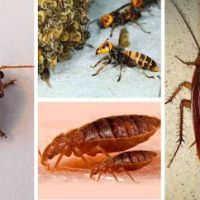 Ultimate Pest Control ico