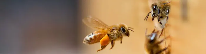 Ultimate Pest Control Picture 9