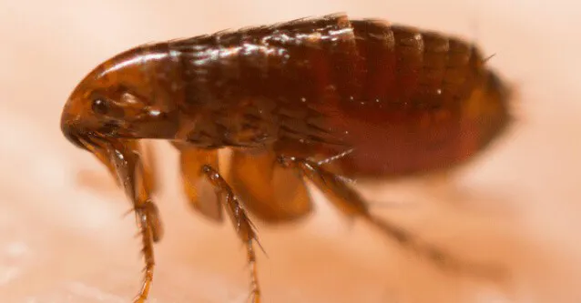 Ultimate Pest Control Picture 10