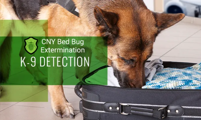 CNY Bed Bug Extermination Picture 8