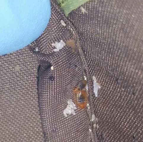 CNY Bed Bug Extermination Picture 4