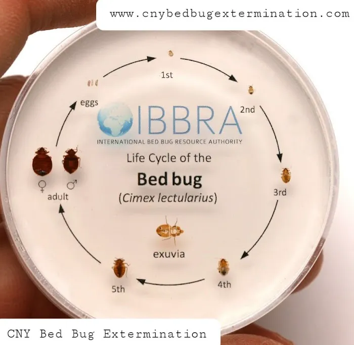 CNY Bed Bug Extermination Picture 2