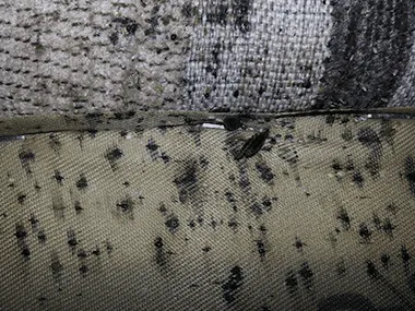 CNY Bed Bug Extermination Picture 5