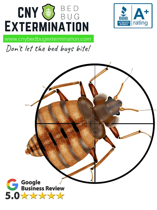 CNY Bed Bug Extermination Picture 1