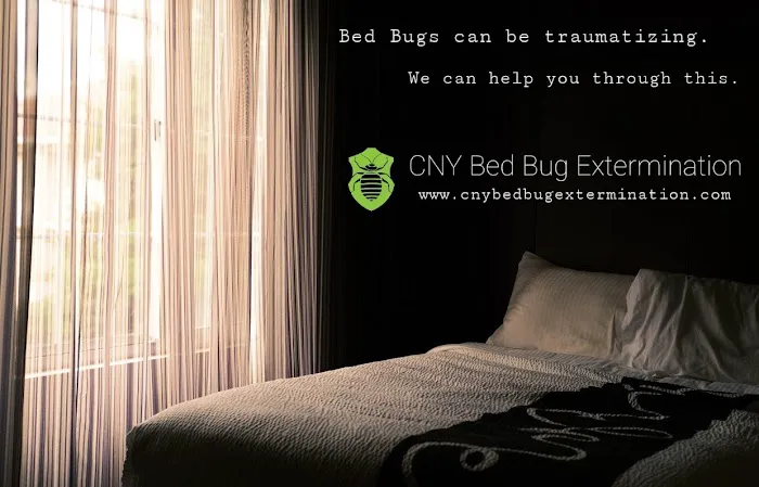 CNY Bed Bug Extermination Picture 6