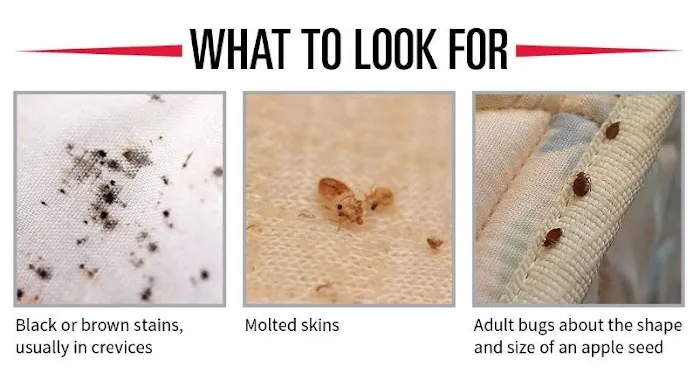 CNY Bed Bug Extermination Picture 3