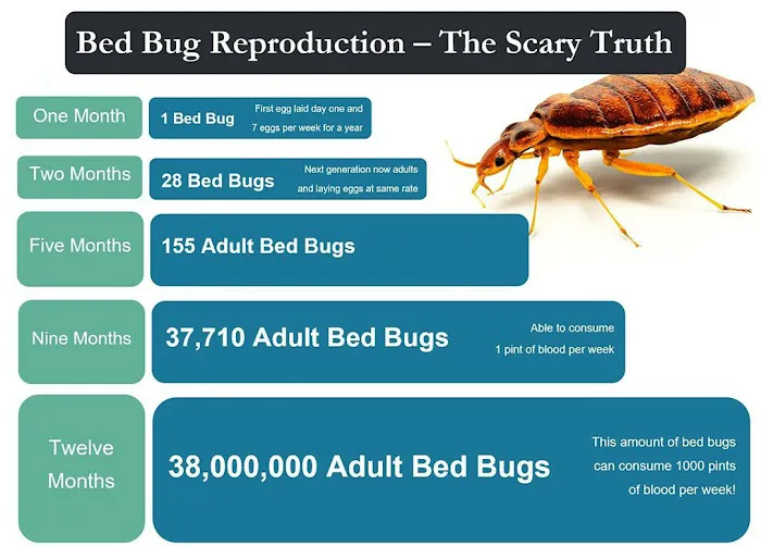 CNY Bed Bug Extermination Picture 9