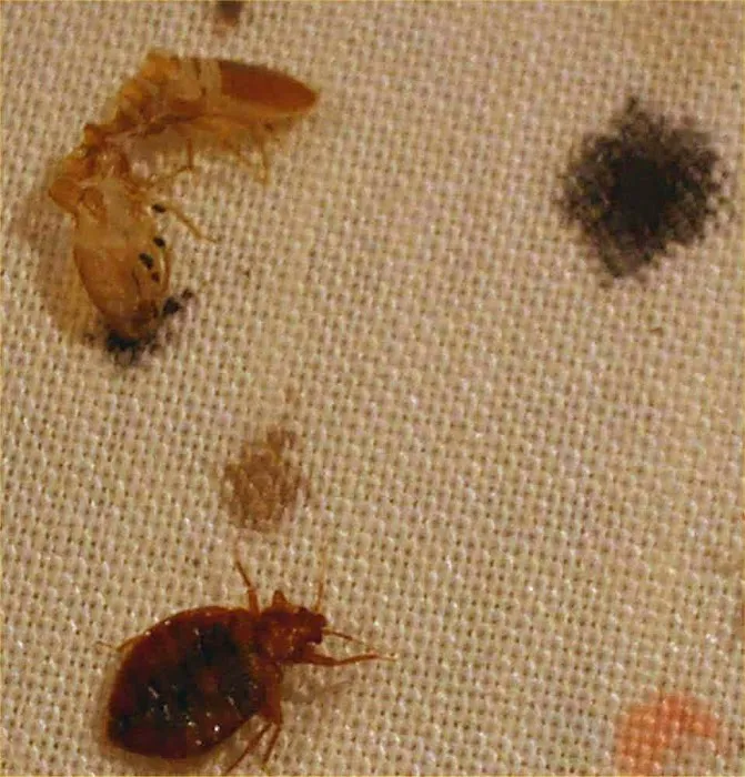 CNY Bed Bug Extermination Picture 10