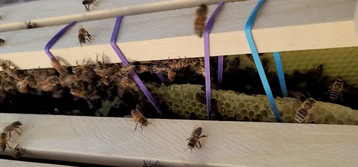 Buzzing Best Farms Picture 4