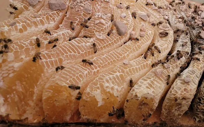 Buzzing Best Farms Picture 9