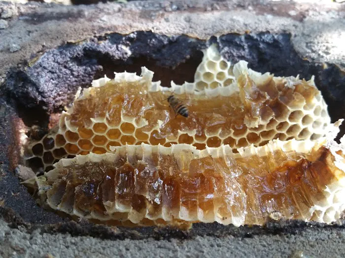 Buzzing Best Farms Picture 10