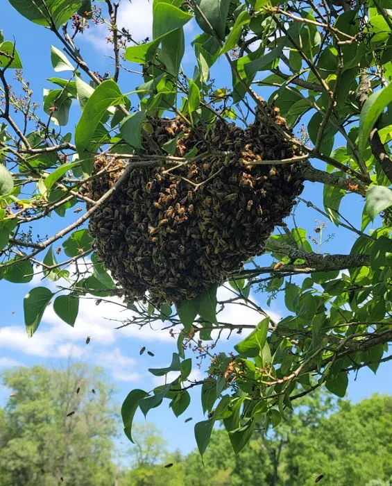 Buzzing Best Farms Picture 8