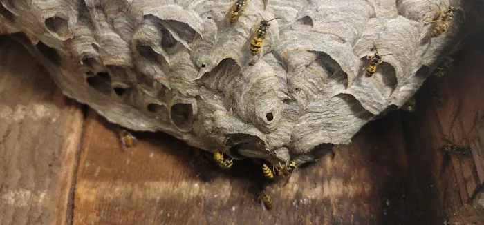 Buzzing Best Farms Picture 6