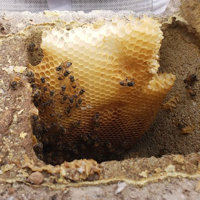 Buzzing Best Farms Picture 7