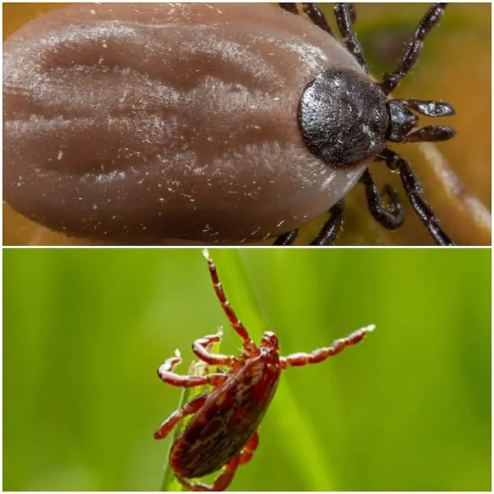 IPM-Integrity Pest Management LLC Picture 6