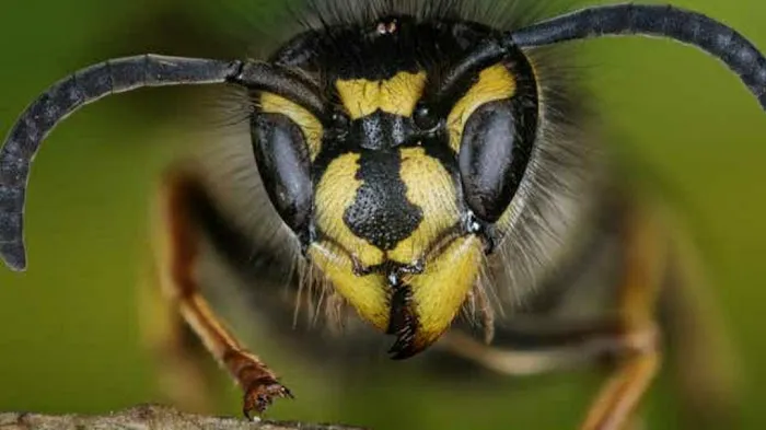 IPM-Integrity Pest Management LLC Picture 4