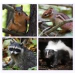 IPM-Integrity Pest Management LLC