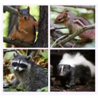 IPM-Integrity Pest Management LLC ico