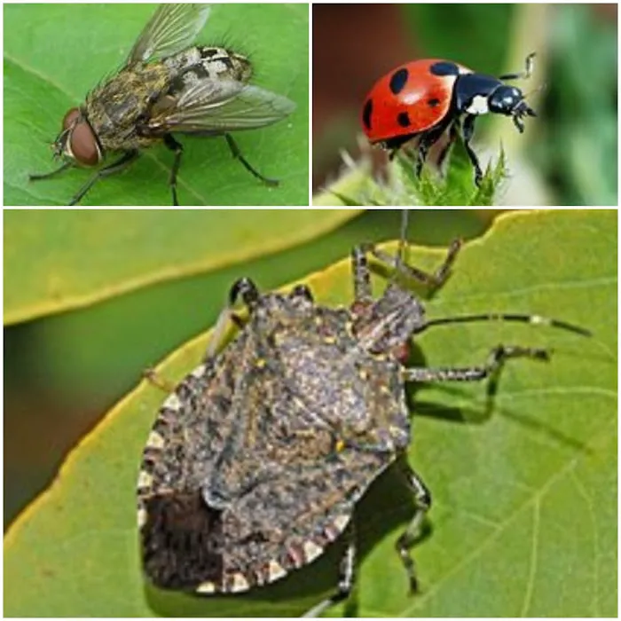 IPM-Integrity Pest Management LLC Picture 9