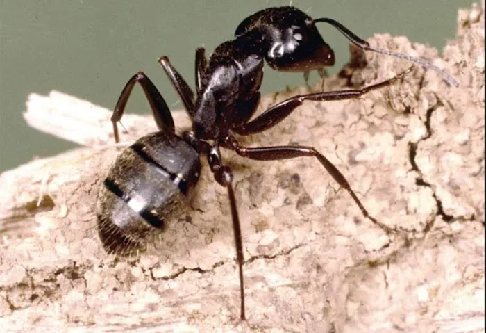 IPM-Integrity Pest Management LLC Picture 8