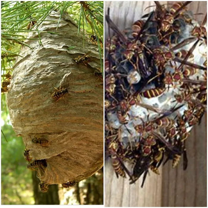 IPM-Integrity Pest Management LLC Picture 2