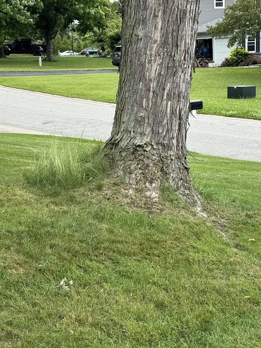 Brockman Tree & Lawn Care Picture 6