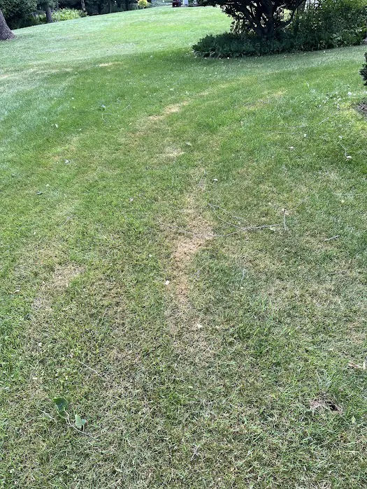 Brockman Tree & Lawn Care Picture 10