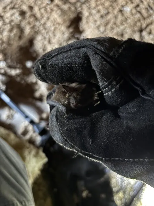 Rat Pawtrol Picture 2