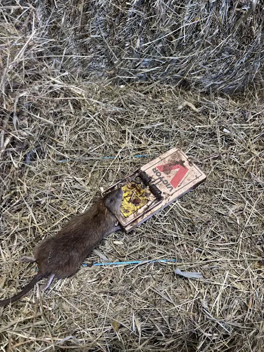 Rat Pawtrol Picture 3
