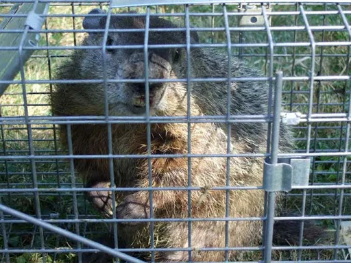 Nuisance wildlife Removal LLC Picture 2