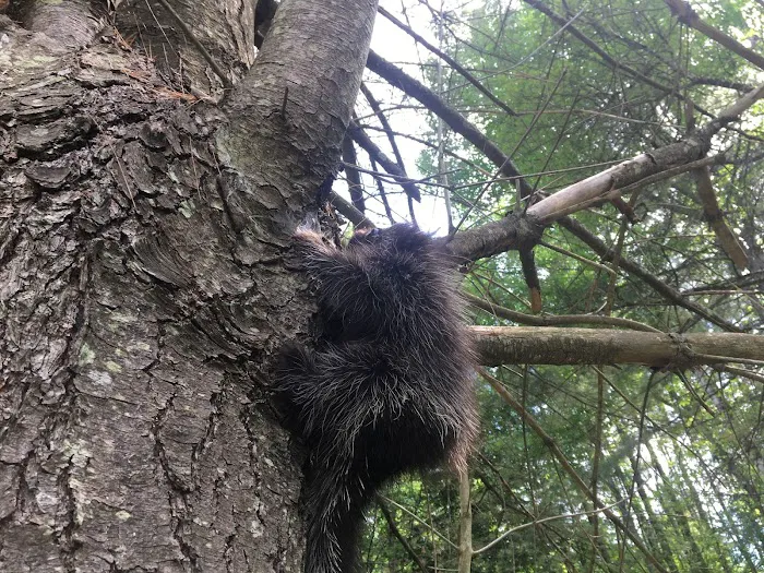 Nuisance wildlife Removal LLC Picture 3