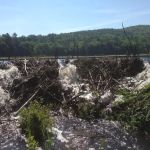 Nuisance wildlife Removal LLC