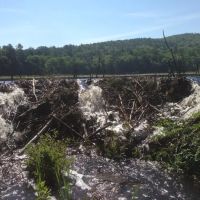 Nuisance wildlife Removal LLC ico