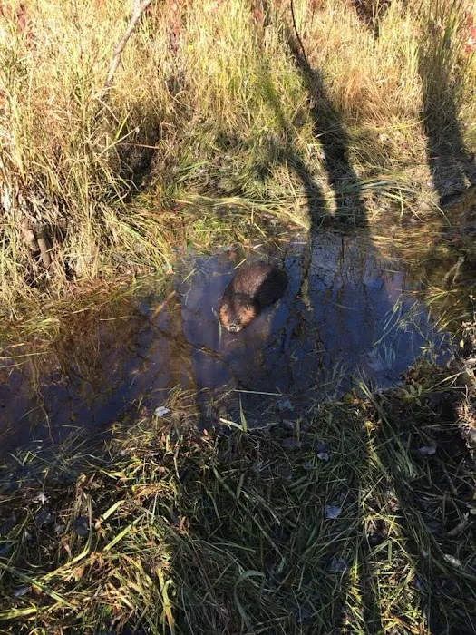 Nuisance wildlife Removal LLC Picture 7