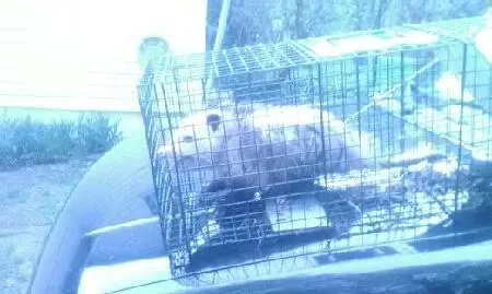 Nuisance wildlife Removal LLC Picture 4