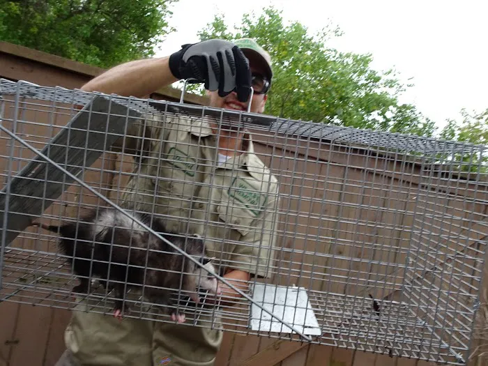 Cheshire County Wildlife Removal Picture 2