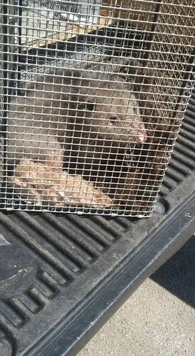 Cheshire County Wildlife Removal Picture 1