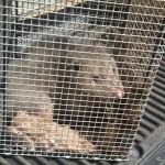 Cheshire County Wildlife Removal