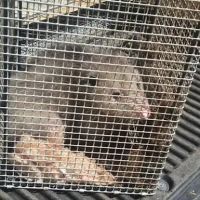 Cheshire County Wildlife Removal ico