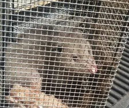 Cheshire County Wildlife Removal