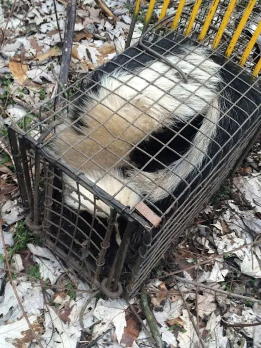 Cheshire County Wildlife Removal Picture 3
