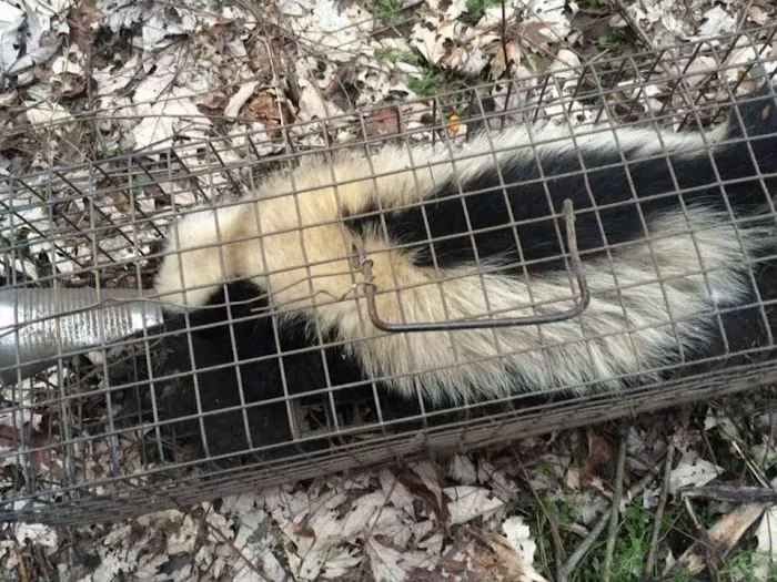 Cheshire County Wildlife Removal Picture 8