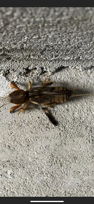 Sully's Pest Services Picture 4
