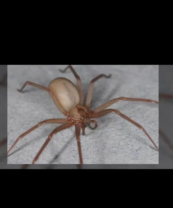 Sully's Pest Services Picture 2