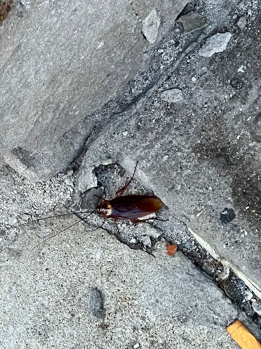 Sully's Pest Services Picture 6