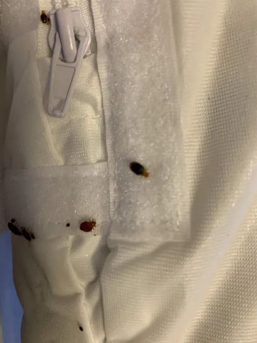 D Bug Pest Solutions Picture 4