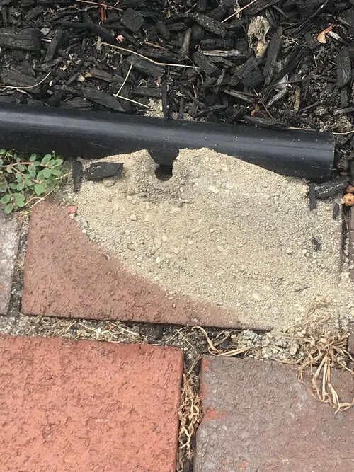D Bug Pest Solutions Picture 3