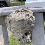 D Bug Pest Solutions