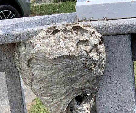 D Bug Pest Solutions
